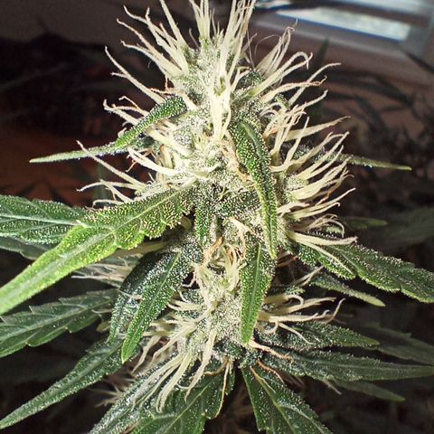 Tangie Auto growlog timeline photo