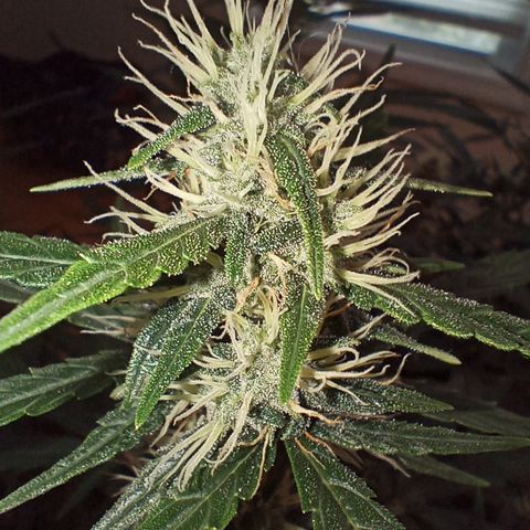 Tangie Auto growlog timeline photo