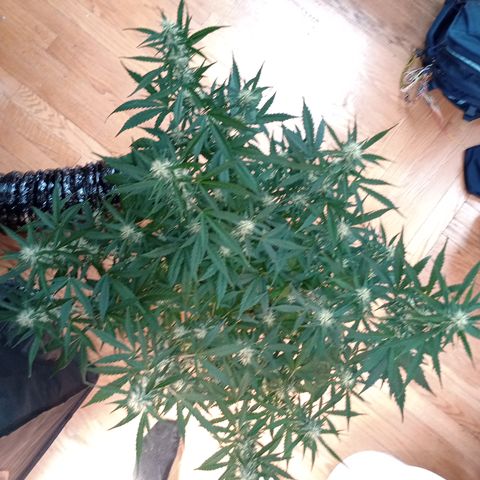 Tangie Auto growlog timeline photo