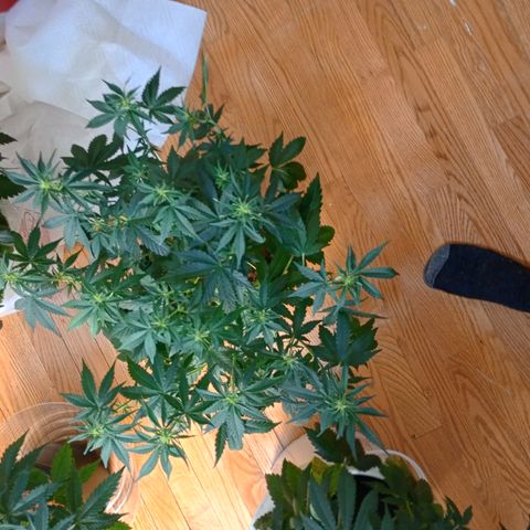 Tangie Auto growlog timeline photo