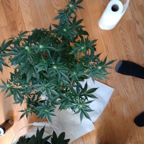 Tangie Auto growlog timeline photo