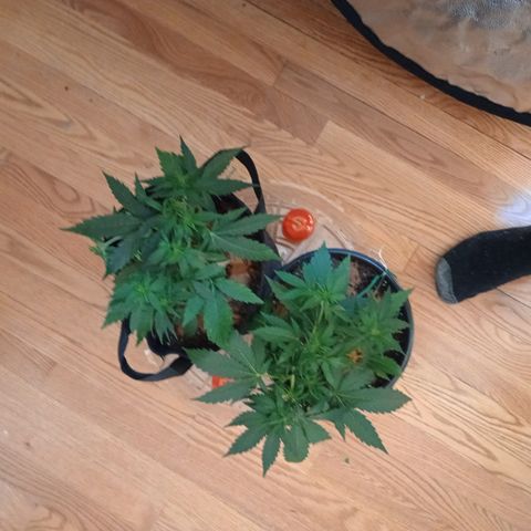 Tangie Auto growlog timeline photo