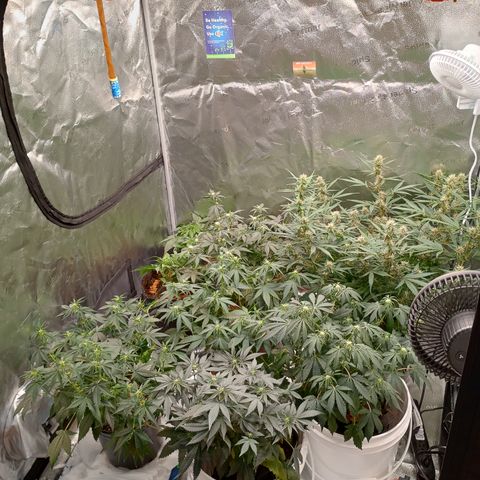 Tangie Auto growlog timeline photo