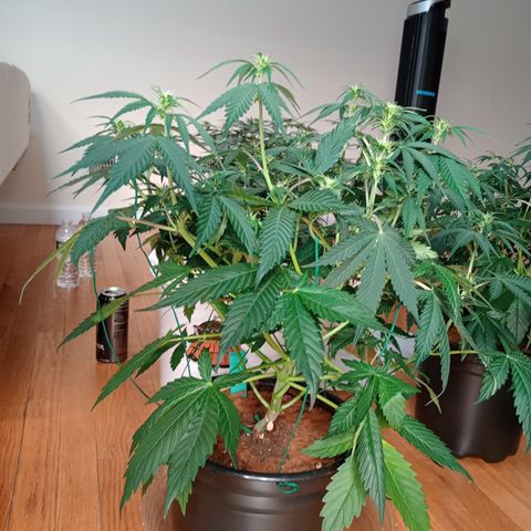 Tangie Auto growlog timeline photo