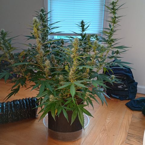 Tangie Auto growlog timeline photo