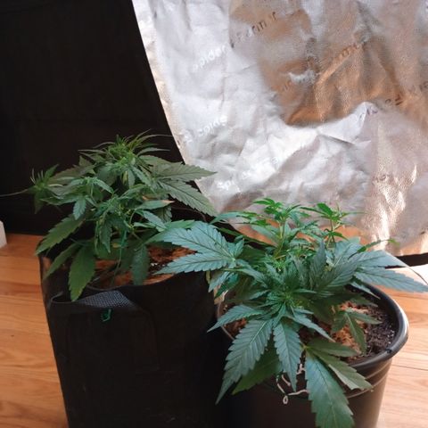 Tangie Auto growlog timeline photo