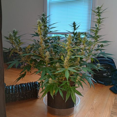 Purple queen 1 growlog timeline photo
