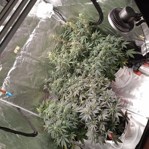 Tangie Auto growlog timeline photo