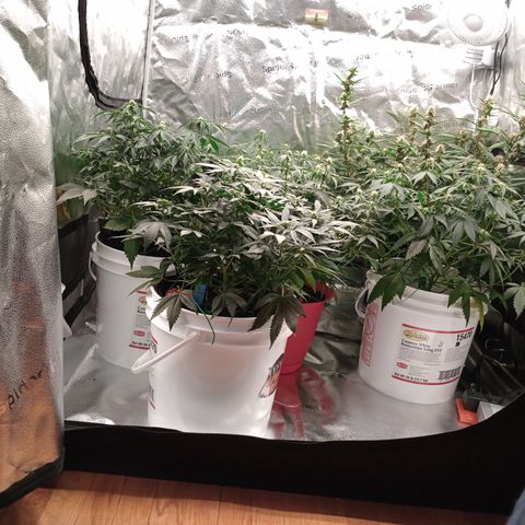 Tangie Auto growlog timeline photo