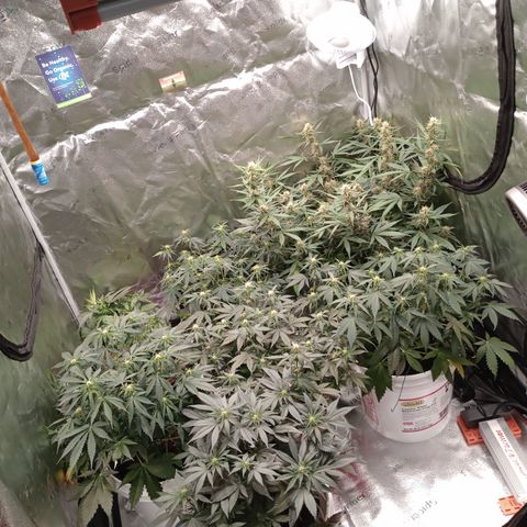 Tangie Auto growlog timeline photo
