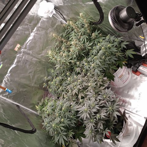 Tangie Auto growlog timeline photo