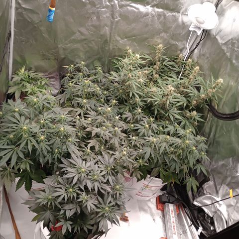 Tangie Auto growlog timeline photo