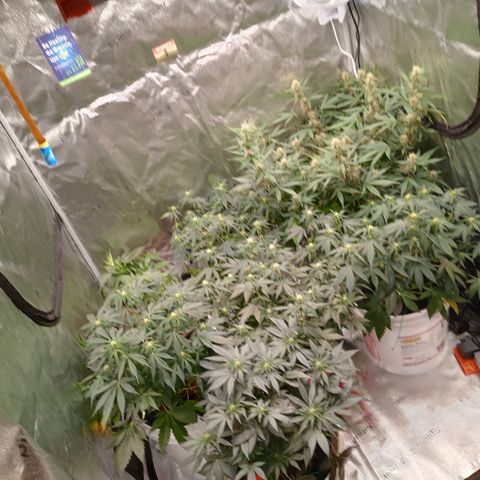 Tangie Auto growlog timeline photo