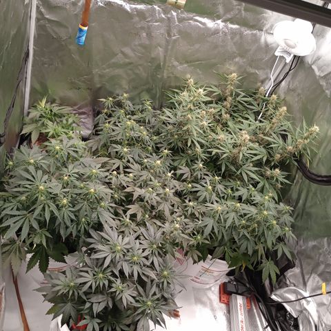 Tangie Auto growlog timeline photo