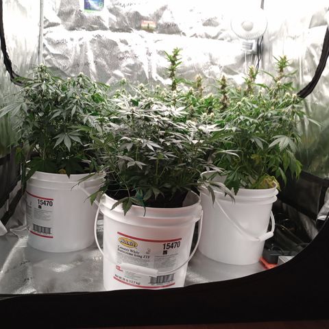 Tangie Auto growlog timeline photo