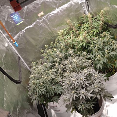 Tangie Auto growlog timeline photo