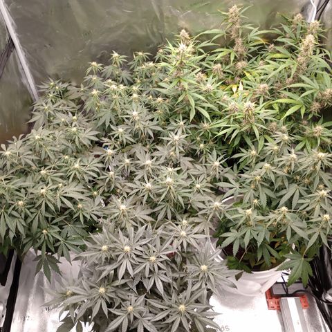 Tangie Auto growlog timeline photo
