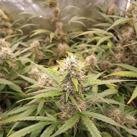 Tangie Auto growlog timeline photo
