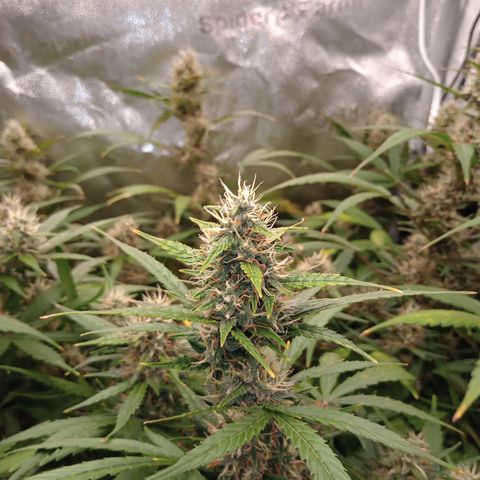 Tangie Auto growlog timeline photo