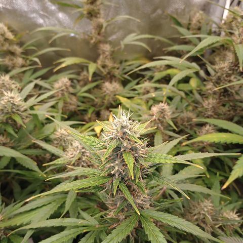 Tangie Auto growlog timeline photo