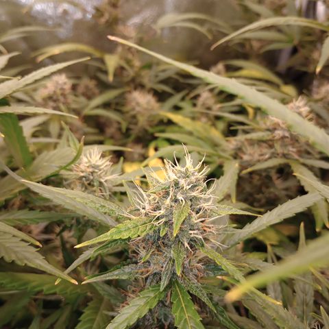 Tangie Auto growlog timeline photo