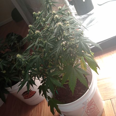 Tangie Auto growlog timeline photo