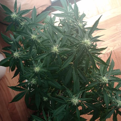 Tangie Auto growlog timeline photo