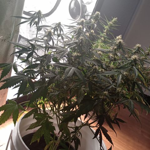 Tangie Auto growlog timeline photo