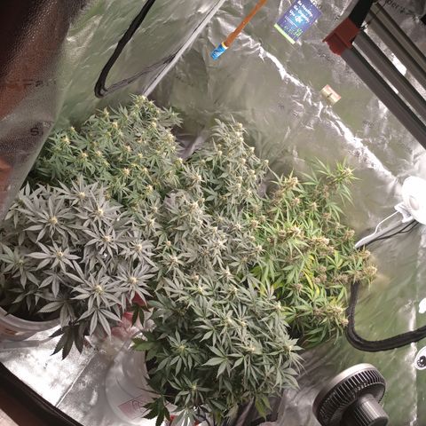 Tangie Auto growlog timeline photo