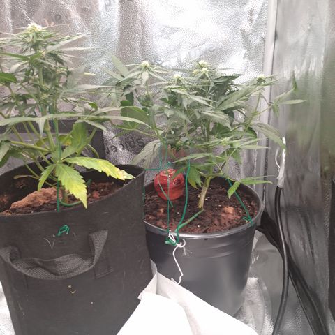 Tangie Auto growlog timeline photo