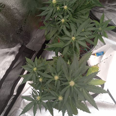 Tangie Auto growlog timeline photo