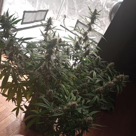 Tangie Auto growlog timeline photo
