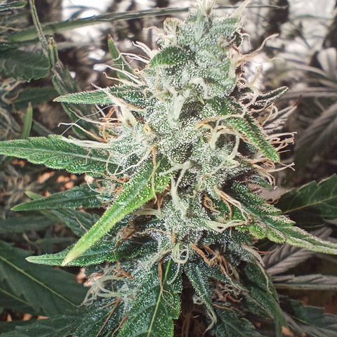 Tangie Auto growlog timeline photo