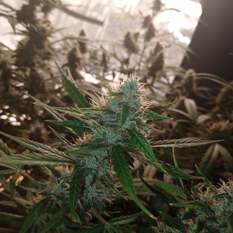 Tangie Auto growlog timeline photo