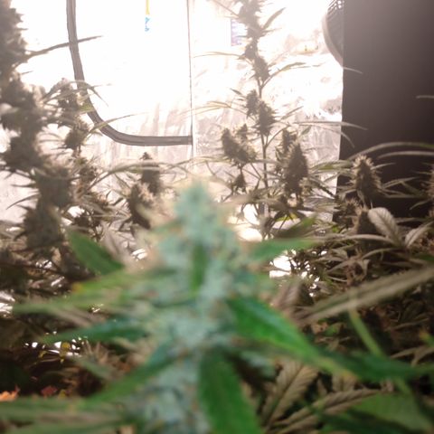 Tangie Auto growlog timeline photo