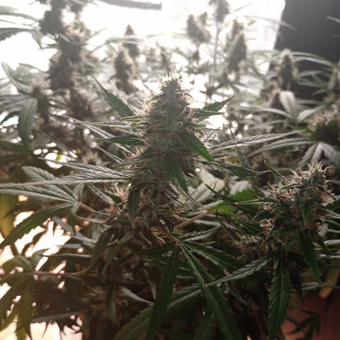 Tangie Auto growlog timeline photo