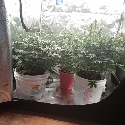 Tangie Auto growlog timeline photo