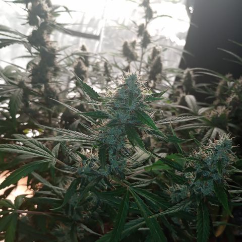 Tangie Auto growlog timeline photo