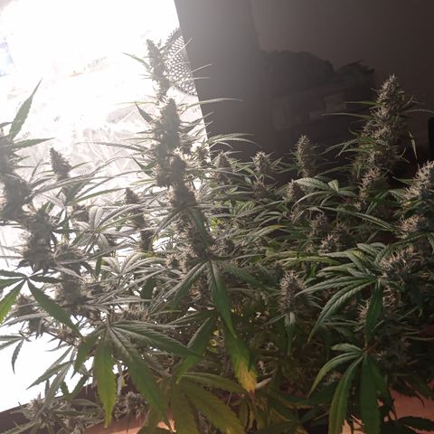 Tangie Auto growlog timeline photo