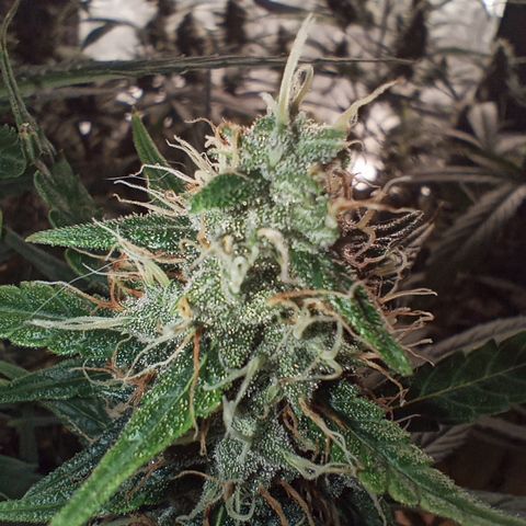 Tangie Auto growlog timeline photo