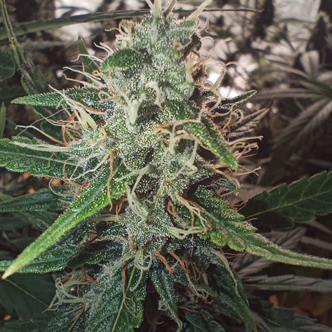Tangie Auto growlog timeline photo