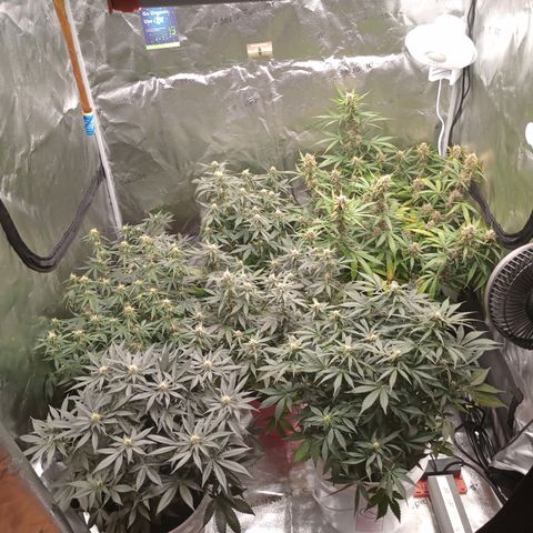 Tangie Auto growlog timeline photo
