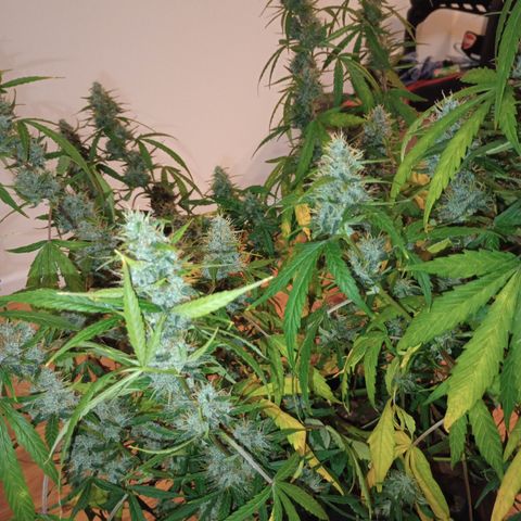 Purple queen 1 growlog timeline photo