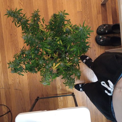 Purple queen 1 growlog timeline photo