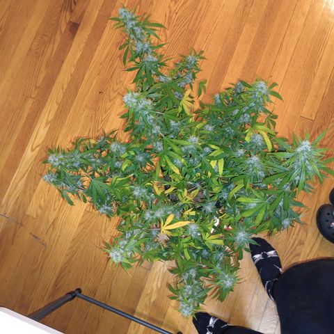 Purple queen 1 growlog timeline photo