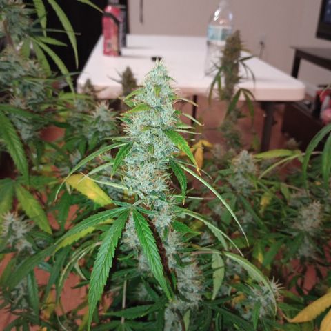 Purple queen 1 growlog timeline photo