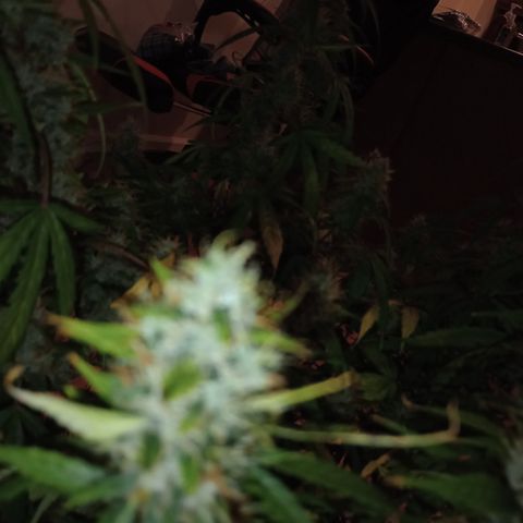 Purple queen 1 growlog timeline photo