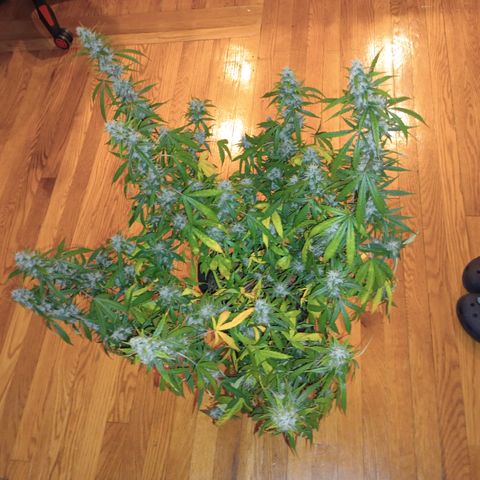 Purple queen 1 growlog timeline photo