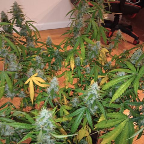 Purple queen 1 growlog timeline photo