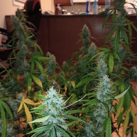 Purple queen 1 growlog timeline photo